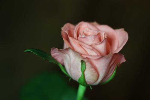 ピンクのバラ, 成長, 繊細の無料の写真素材