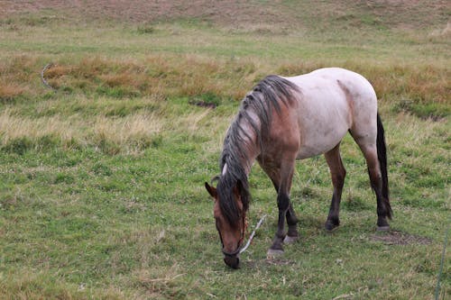 Ingyenes stockfotó állatállomány, állatfotók, farm témában