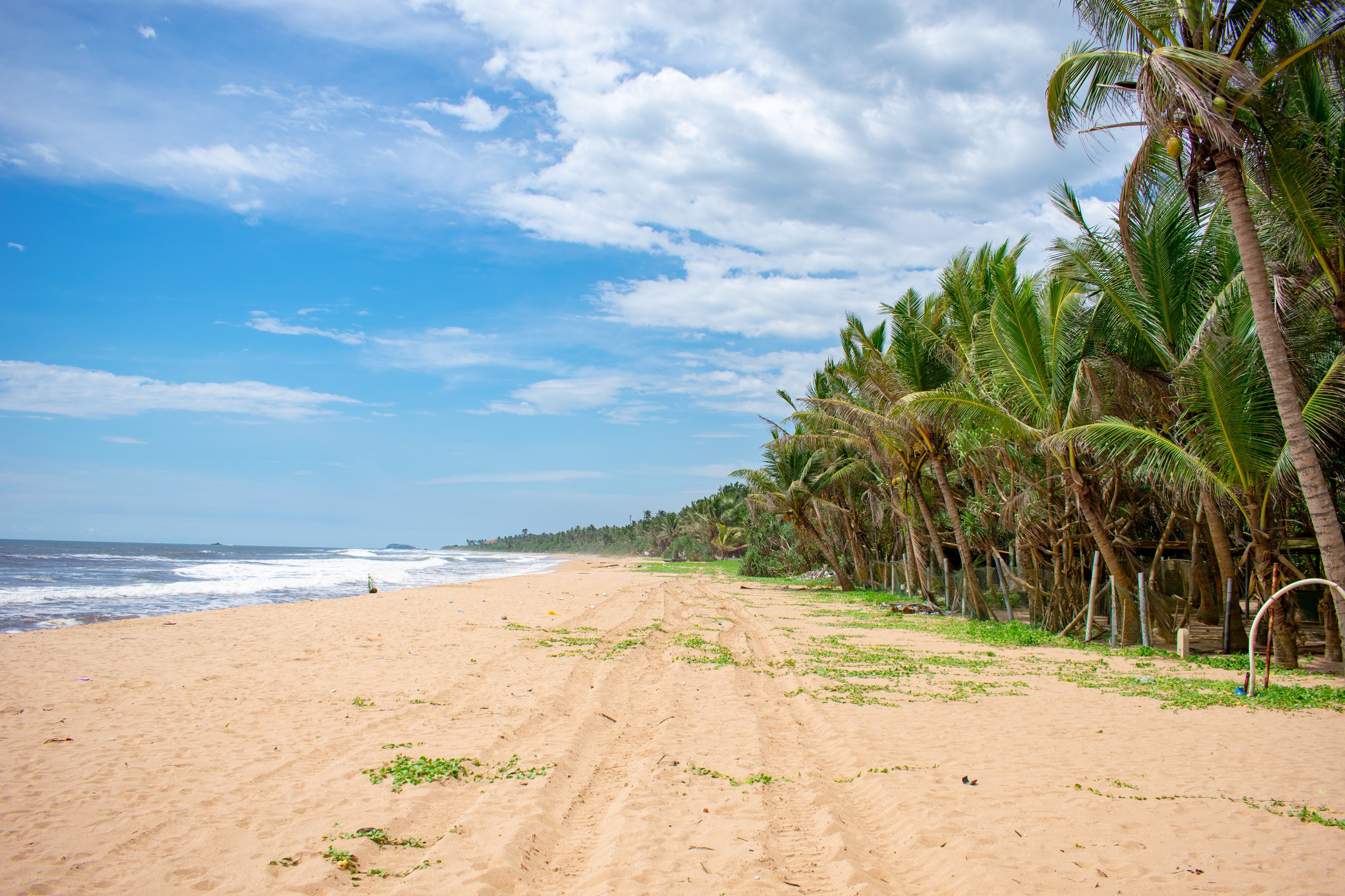 Empty wide sand and casuarina trees at Kuzhupilly Beach on Vypin island