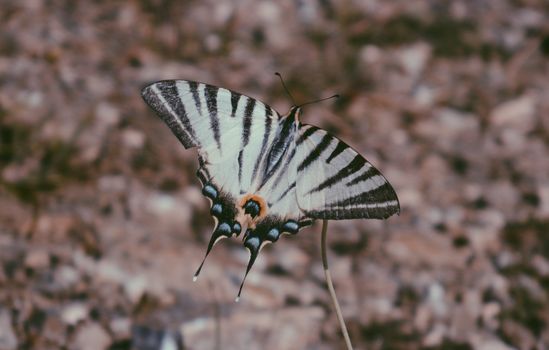 Close up of Butterfly