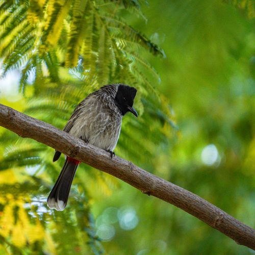 Free A Red-vented Bulbul sits gracefully on a branch amidst vibrant green foliage, showcasing its unique colors. Stock Photo