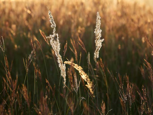 下田, 天性, 小麥 的 免費圖庫相片
