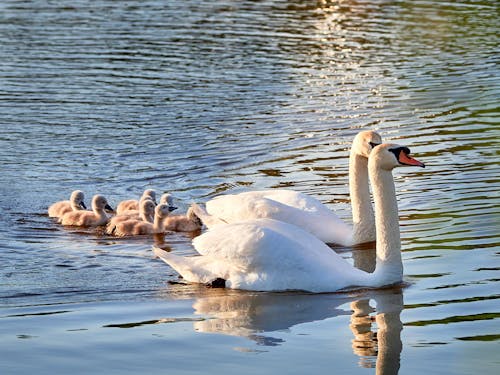 Gratis lagerfoto af babyer, dyrefamilie, dyreliv