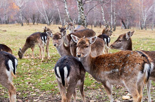 Imagine de stoc gratuită din animal, bambi, brun