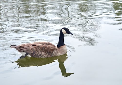 Gratis lagerfoto af brun, canada goose, canadiske gæs