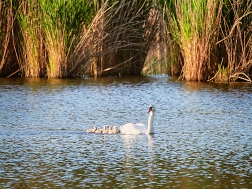 Gratis lagerfoto af babyer, dyrefamilie, dyreliv