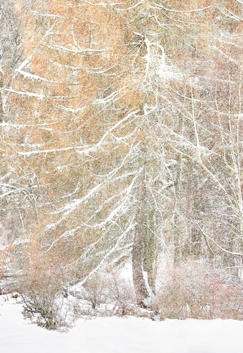 Imagine de stoc gratuită din arbore, codru, iarnă