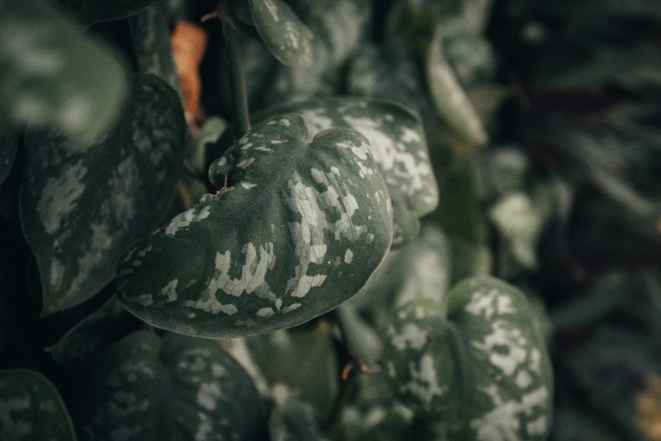 Scindapsus