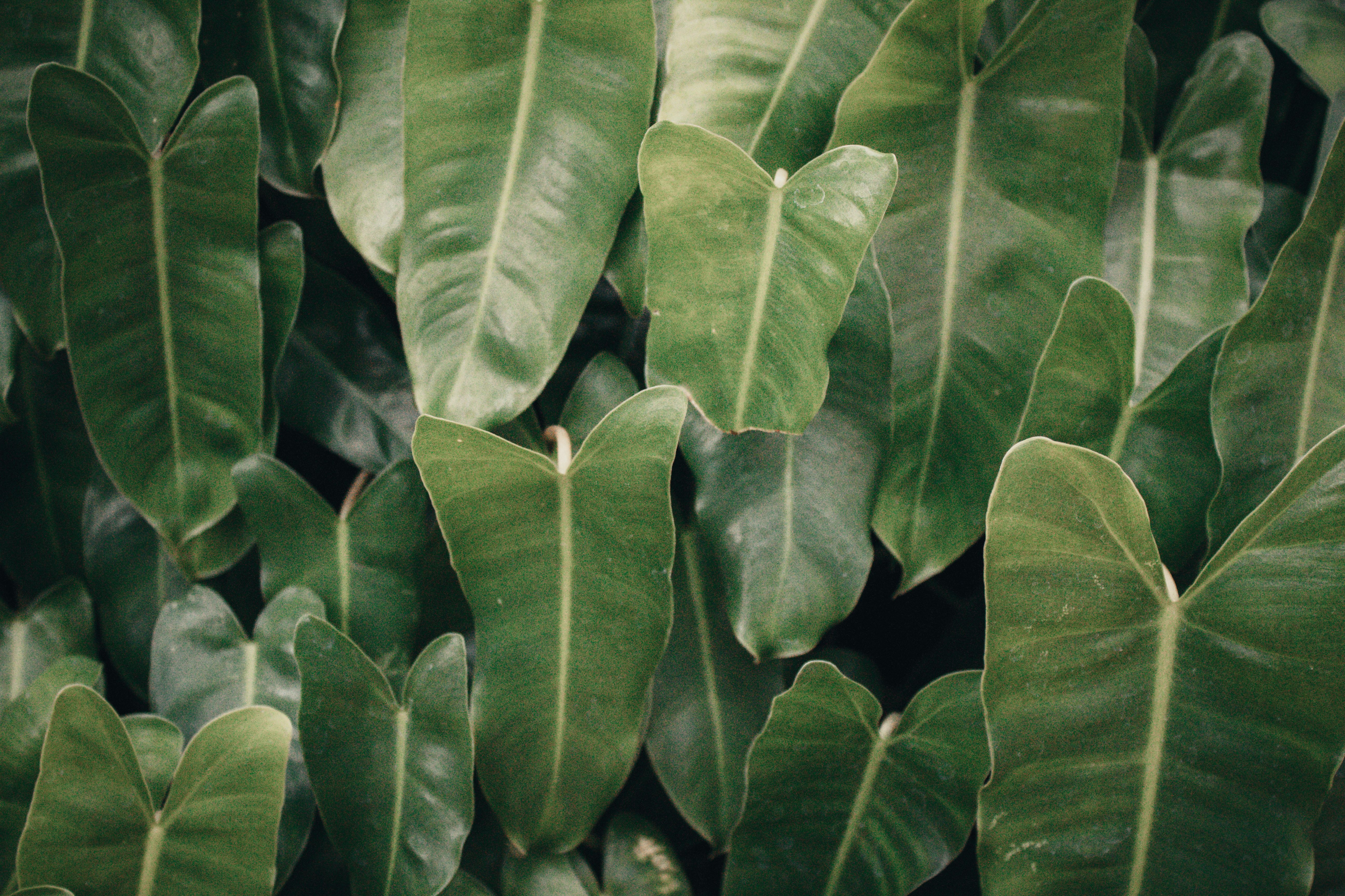 Close-up of lush green leaves showcasing nature's beauty and growth.