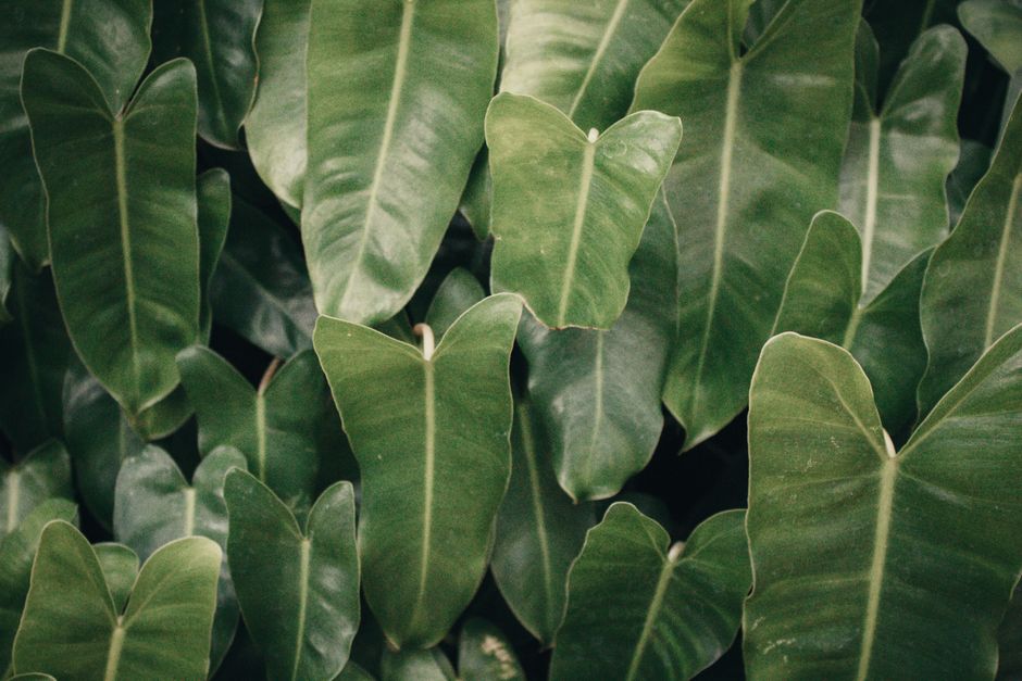 Close-up of lush green leaves showcasing nature's beauty and growth.