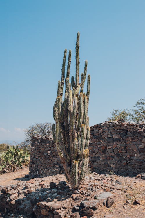 Imagine de stoc gratuită din arbore, cactus, cactus plante