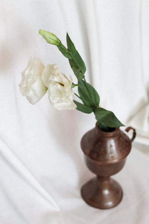 Безкоштовне стокове фото на тему «білий фон, ваза, вертикальні постріл»