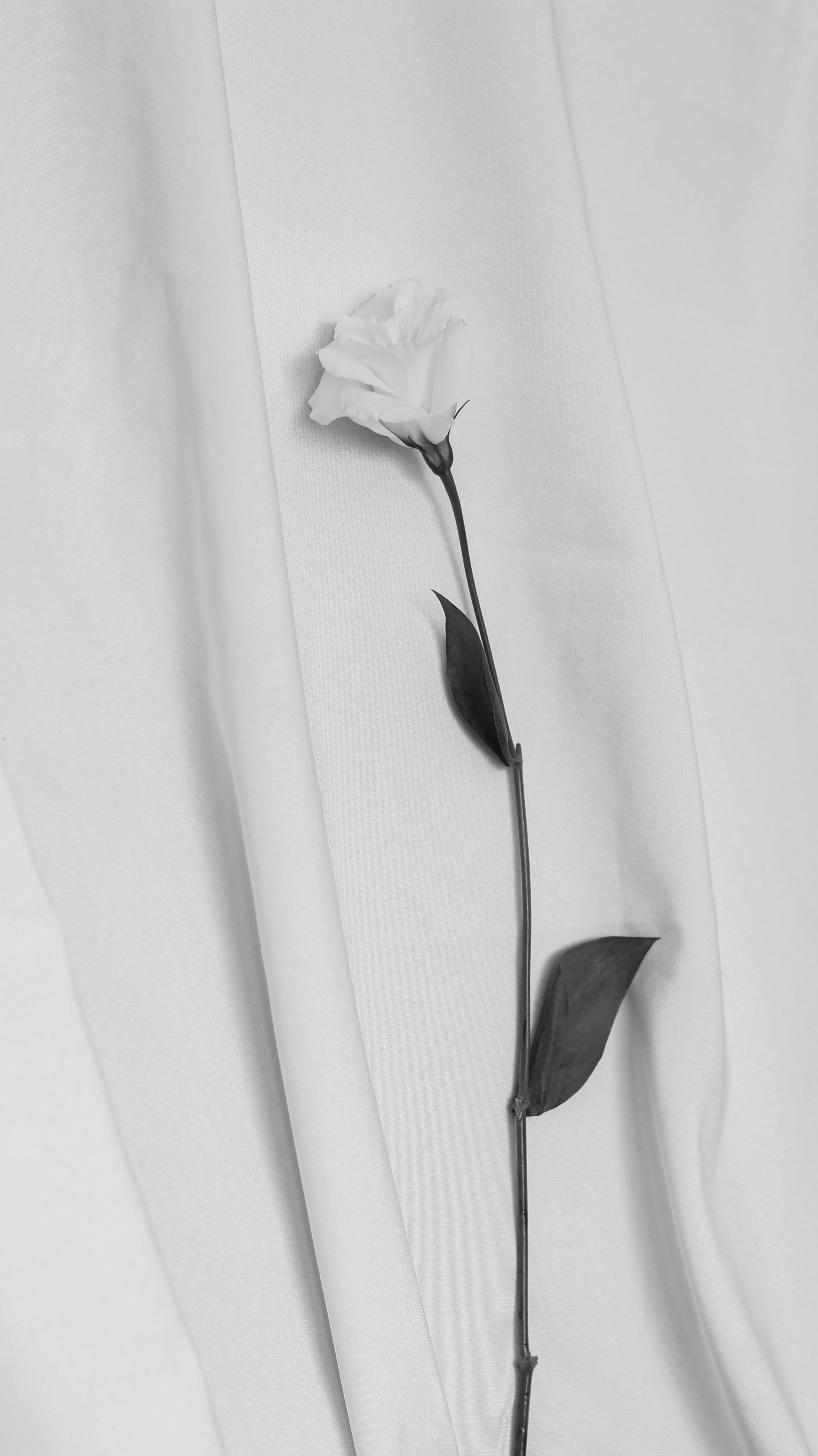 Minimalist black and white close-up of a single rose on a draped fabric background.