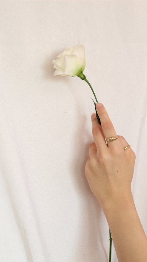 Woman Hand Holding White Flower