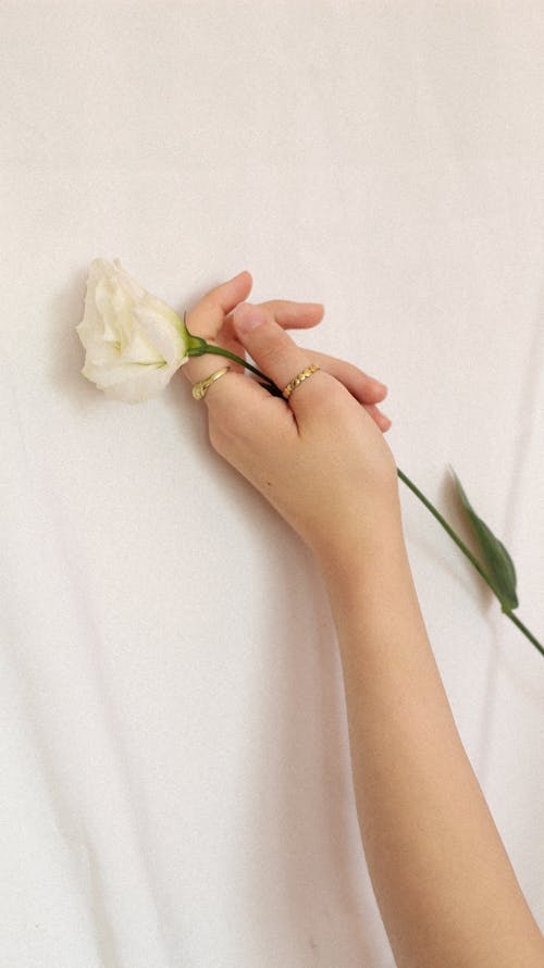 Woman Hand Holding White Rose