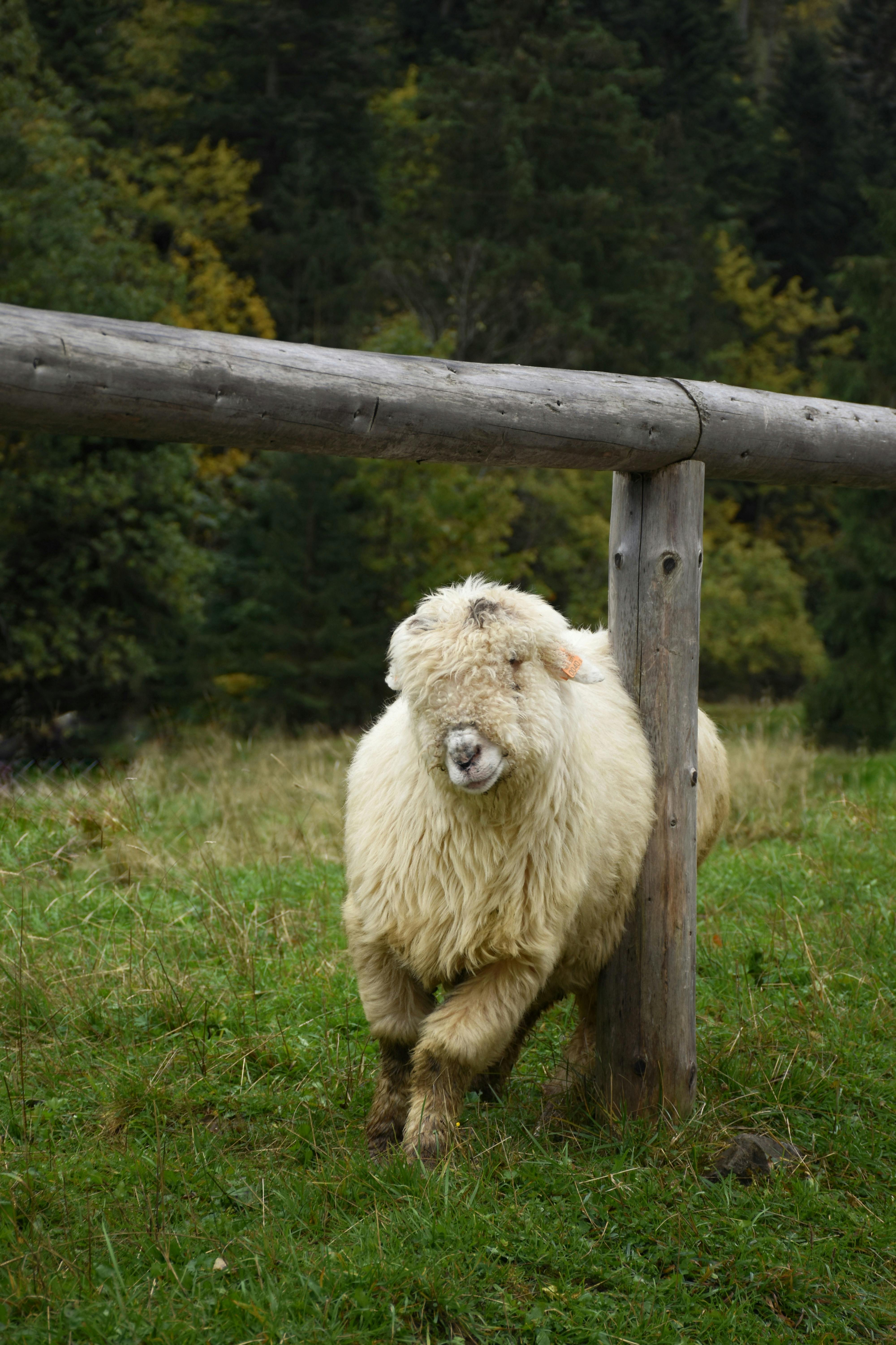 A sheep grazes near wooden fencing in a pastoral setting, capturing rural tranquility.