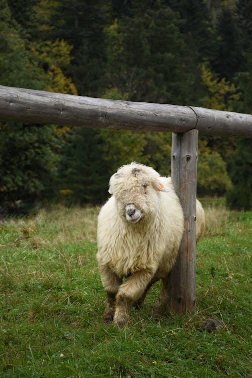 Безкоштовне стокове фото на тему «вертикальні постріл, вівці, сільське господарство»