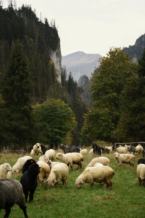 Безкоштовне стокове фото на тему «вертикальні постріл, вівці, дерева»