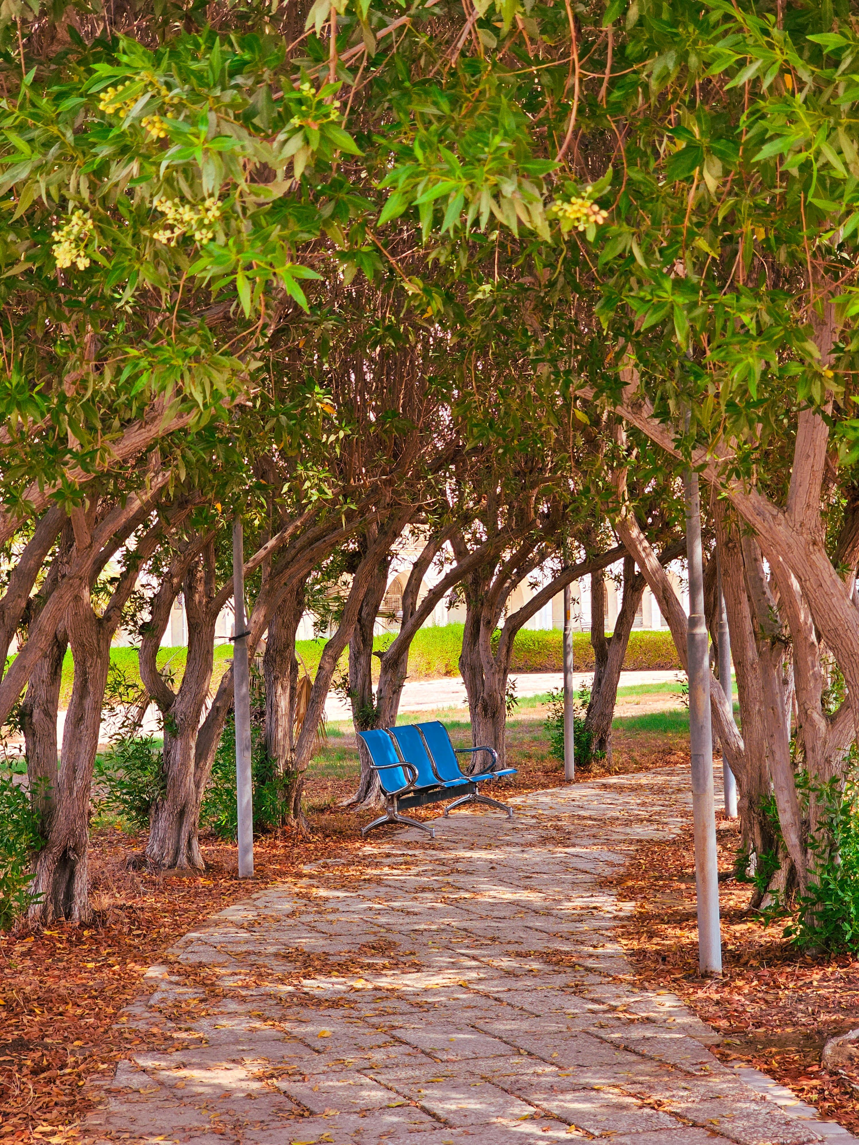 Blue Bench by Alley at Campus of Islamic Azad University in Tehran ...