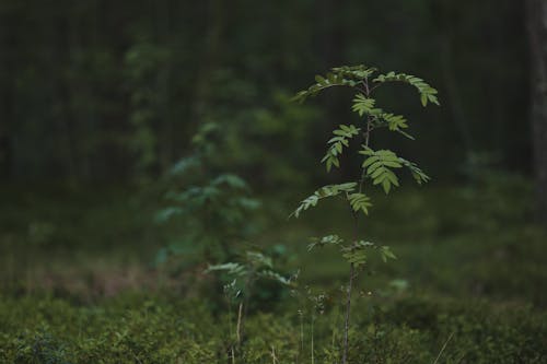 增長, 天性, 工厂 的 免费素材图片