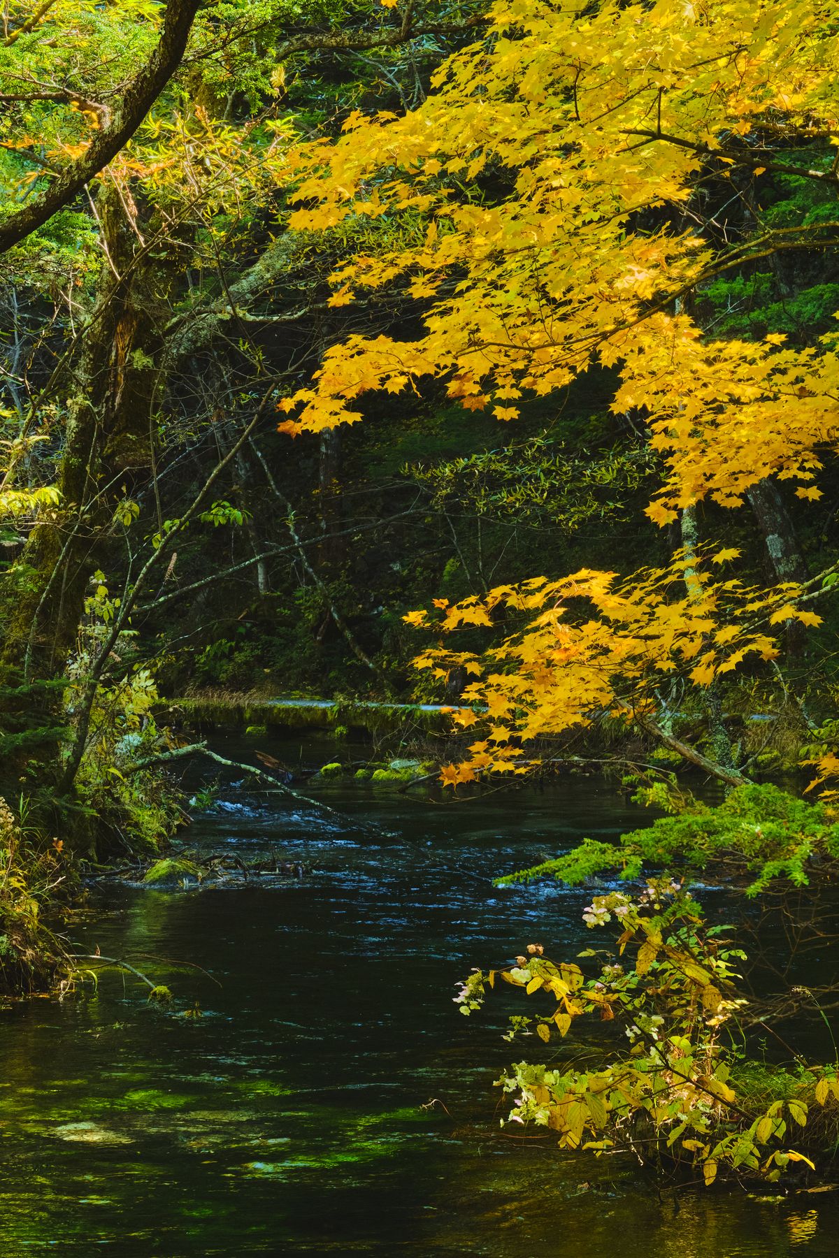A peaceful forest stream surrounded by autumn-colored trees and mossy rocks
