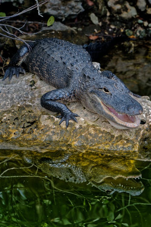 Alligator Lying on a Rock by Water