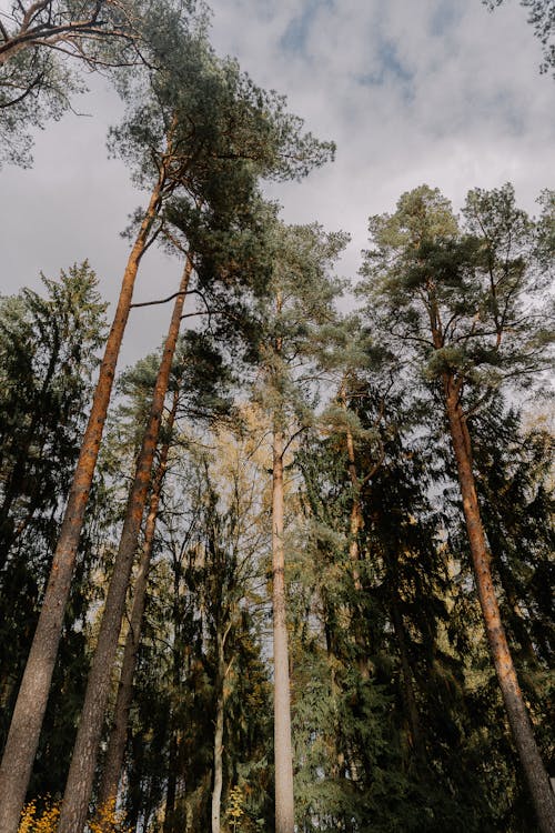 Tall, Evergreen Trees in Forest