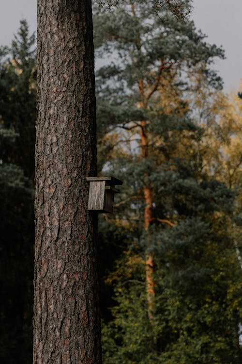 Ilmainen kuvapankkikuva tunnisteilla haukkuminen, ikivihreä, kiinteä