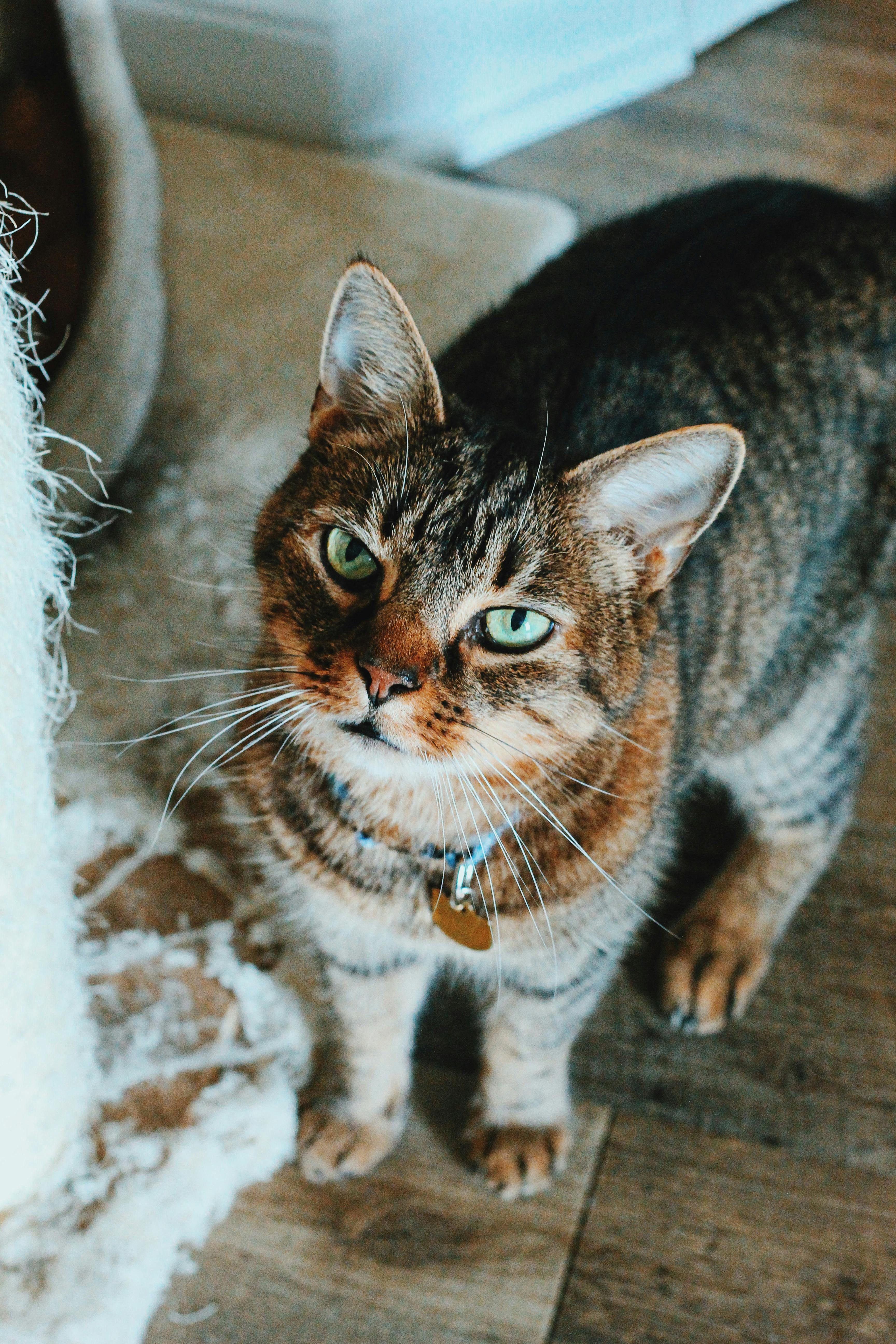 portrait of a brown cat looking up