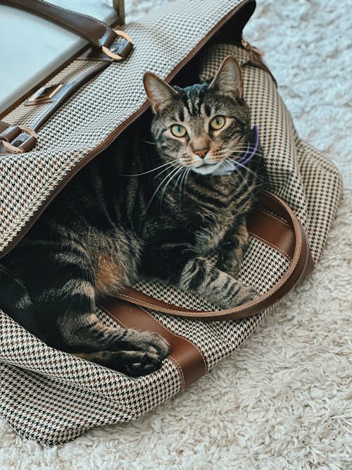 Portrait of a Gray Cat Lying on a Hand Bag