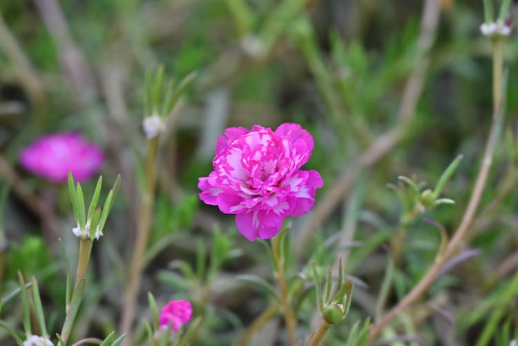 Beautiful Rose Moss