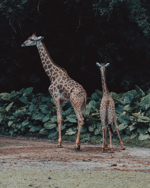 Free Mother and young giraffes standing in a zoo enclosure surrounded by foliage. Stock Photo
