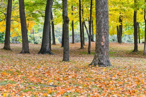 Kostnadsfri bild av falla, fallna löv, gul