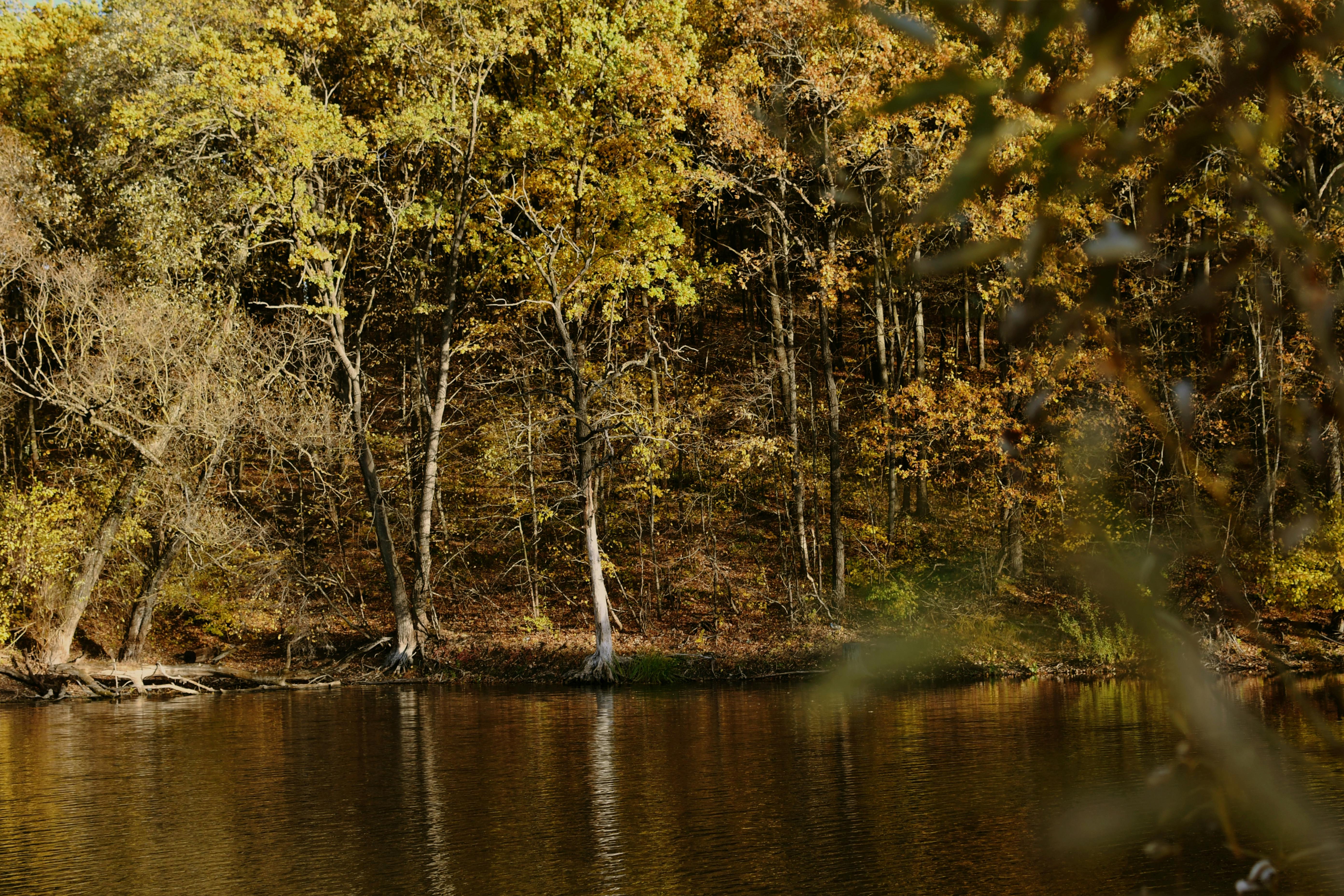 DuPage Forest Preserve executive director leaving for city manager job in Florida — Photo by Darya Grey_Owl on Pexels