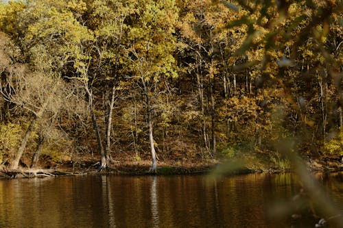 Lake and Forest in Autumn