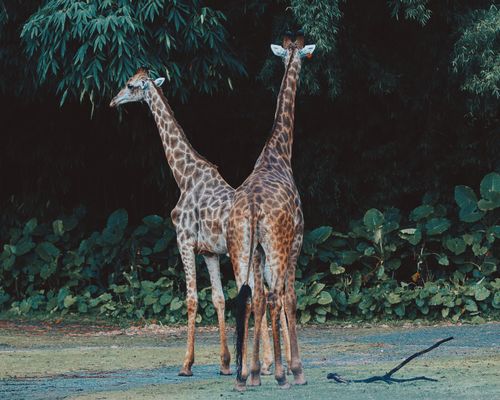 Free Photograph of two giraffes standing together in a green natural setting. Stock Photo
