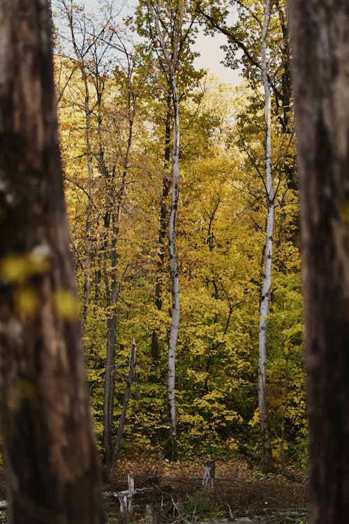 Imagine de stoc gratuită din arbori, cădere, codru