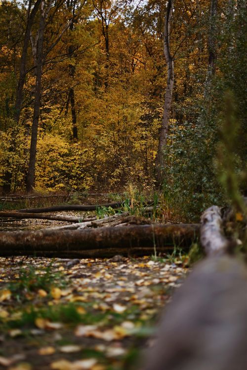Free Tranquil autumn forest scene with vibrant foliage and fallen tree logs. Stock Photo