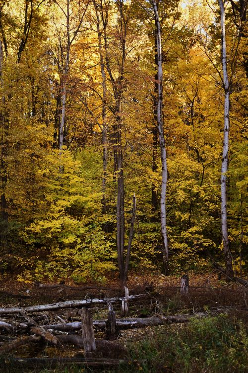 Free A serene autumn forest with vibrant yellow foliage and fallen logs, capturing the essence of fall. Stock Photo