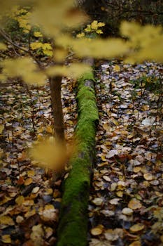 A serene autumn scene showcasing a moss-covered log amidst fallen leaves in a forest.