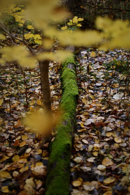 Free A serene autumn scene showcasing a moss-covered log amidst fallen leaves in a forest. Stock Photo