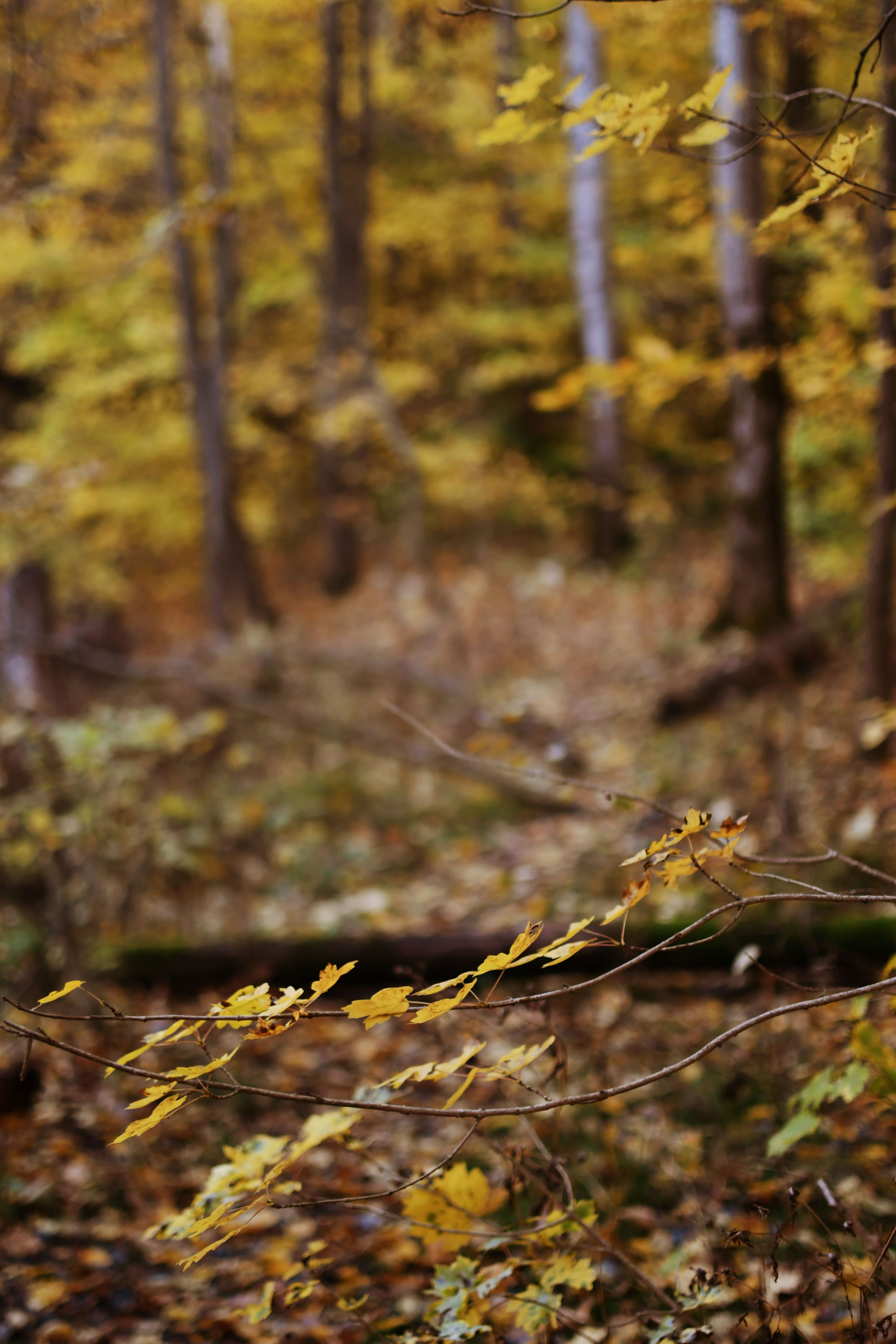 Leaves in a Forest in Fall · Free Stock Photo