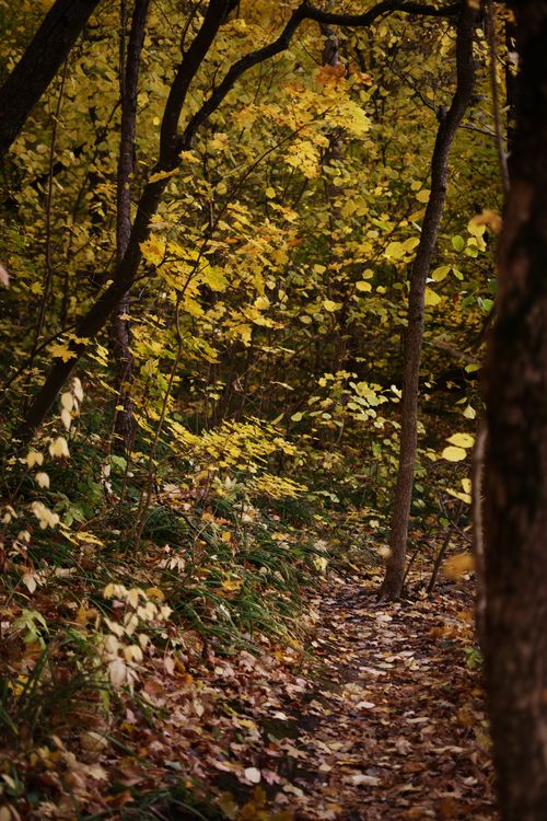 Free A tranquil forest scene with fallen leaves and golden foliage during autumn, perfect for nature lovers. Stock Photo