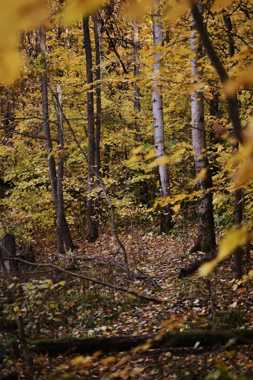 Woods in Autumn