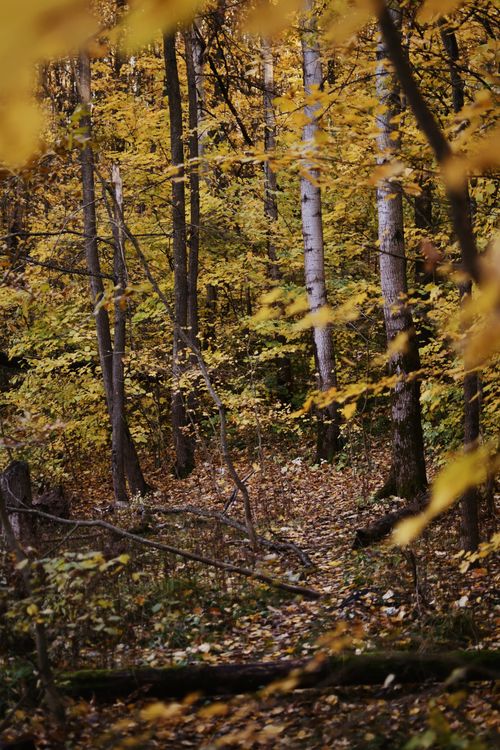 Free Peaceful forest in autumn with golden foliage and birch trees. Stock Photo