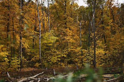 Colorful, Autumn Forest