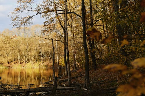Autumn Forest around Lake