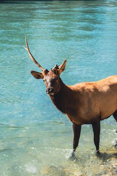 Majestic elk standing by the clear waters in Canmore, Alberta, Canada.