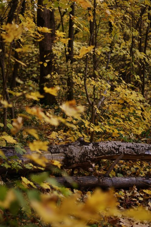 Fallen Tree Trunks in Autumn Forest · Free Stock Photo