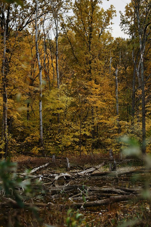 Základová fotografie zdarma na téma flóra, les, lesnatý kraj